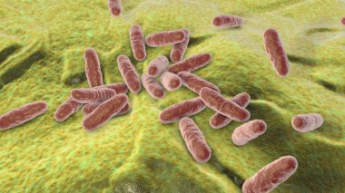 Clavibacter bakterisi, 3 boyutlu illüstrasyon. Patojenik bakteriler. Clavibacter sepedonicus patatesteki çürüme hastalığına neden olur. Clavibacter michiganensis patatesleri ve domatesleri etkiler..