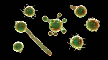 Conidiobolus coronatus mikroskobik mantar, 3 boyutlu illüstrasyon. Kronik iltihaplı gergedan yüz elmacık kemiği hastalığına neden olur. Polip olarak ya da burun boşluğunda deri altında görülür.