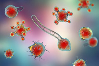 Conidiobolus coronatus mikroskobik mantar, 3 boyutlu illüstrasyon. Kronik iltihaplı gergedan yüz elmacık kemiği hastalığına neden olur. Polip olarak ya da burun boşluğunda deri altında görülür.