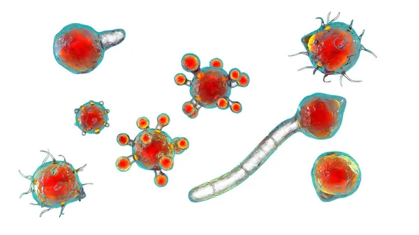 Conidiobolus Coronatus Microscopic Fungi Illustration Causes Chronic Inflammatory Disease Rhino —  Fotos de Stock