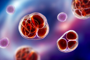 Prototheca wickerhamii green algae that cause protothecosis, clinically seen as skin nodules and elbow bursitis. 3D illustration shows sporangia with endospores and nonviable ghostlike forms.