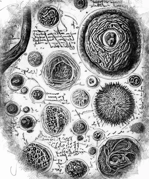 Drawings of microbes in antique book with annotations on an abstract language, digital illustration in old book pencil drawing vintage style.