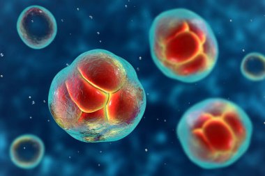 Prototheca wickerhamii green algae that cause protothecosis, clinically seen as skin nodules and elbow bursitis. 3D illustration shows sporangia with endospores and nonviable ghostlike forms.
