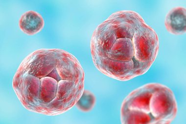 Prototheca wickerhamii green algae that cause protothecosis, clinically seen as skin nodules and elbow bursitis. 3D illustration shows sporangia with endospores and nonviable ghostlike forms.
