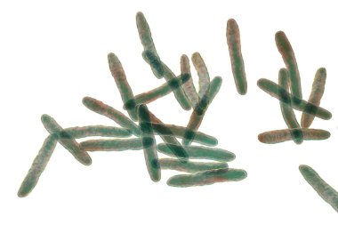 Mycobacterium ulcerans, 3D illustration. The causative agent of Buruli ulcer, a chronic debilitating disease affecting skin and subcutaneous tissues found mainly in tropical and subtropical countries