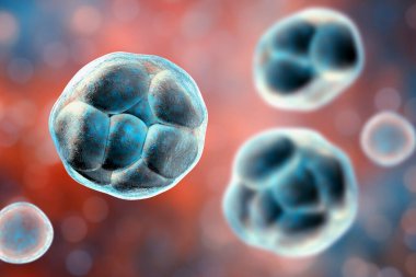 Prototheca wickerhamii green algae that cause protothecosis, clinically seen as skin lesions and elbow bursitis. 3D illustration shows sporangia with endospores and nonviable ghostlike forms.