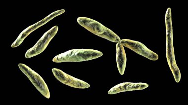 Ustilago maydis, a fungal pathogen affecting corn plants, 3D illustration. Has been found in case of dermatitis in humans, also in leptomeningitis, peritonitis and bloodstream infections