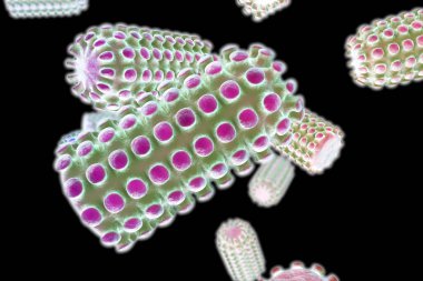 Rabies virus, 3D illustration. Virus which causes rabies