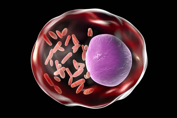 Batteri Rickettsia All Interno Della Cellula Umana Illustrazione Batteri Gram — Foto Stock