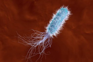 Bacterium Pseudomonas aeruginosa in blood, antibiotic-resistant nosocomial bacterium, 3D illustration. Illustration shows polar location of flagella and presence of pili on the bacterial surface