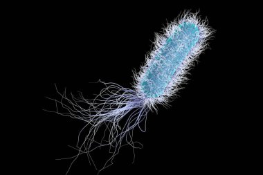 Bacterium Pseudomonas aeruginosa isolated on black background, antibiotic-resistant nosocomial bacterium, 3D illustration. Illustration shows polar location of flagella and presence of pili on the bacterial surface