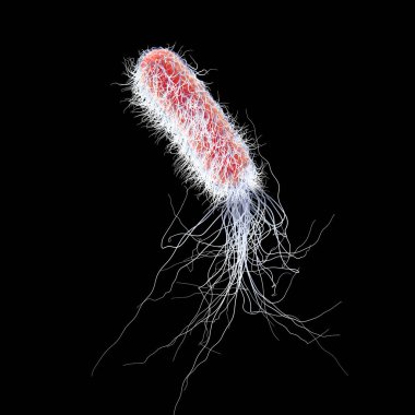 Bacterium Pseudomonas aeruginosa isolated on black background, antibiotic-resistant nosocomial bacterium, 3D illustration. Illustration shows polar location of flagella and presence of pili on the bacterial surface
