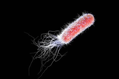 Bacterium Pseudomonas aeruginosa isolated on black background, antibiotic-resistant nosocomial bacterium, 3D illustration. Illustration shows polar location of flagella and presence of pili on the bacterial surface