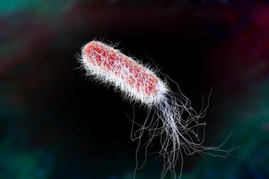 Bacterium Pseudomonas aeruginosa on colorful background, antibiotic-resistant nosocomial bacterium, 3D illustration. Illustration shows polar location of flagella and presence of pili on the bacterial surface