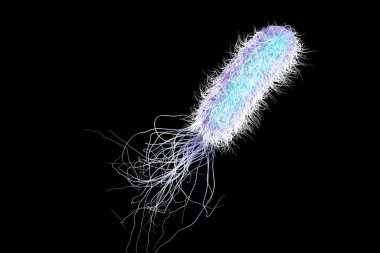 Bacterium Pseudomonas aeruginosa isolated on black background, antibiotic-resistant nosocomial bacterium, 3D illustration. Illustration shows polar location of flagella and presence of pili on the bacterial surface