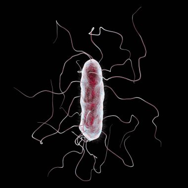 Proteus mirabilis bacterium isolated on black background, 3D illustration. Gram-negative bacterium with causes enteric, urinary and other infections