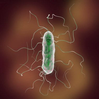 Proteus mirabilis bacterium, 3D illustration. Gram-negative bacterium with causes enteric, urinary and other infections