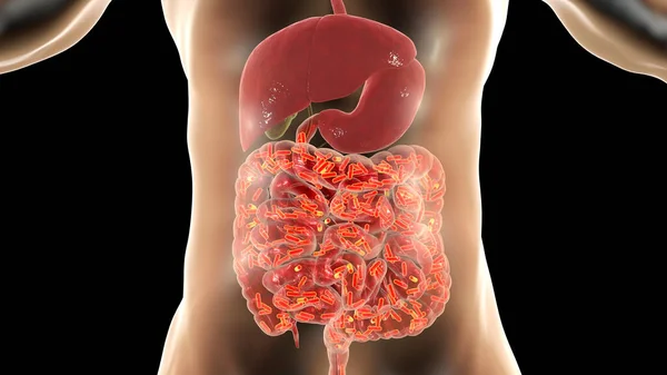 Intestinal Microbiome Microflora Human Small Large Intestine Medical Concept Illustration — Stock Photo, Image