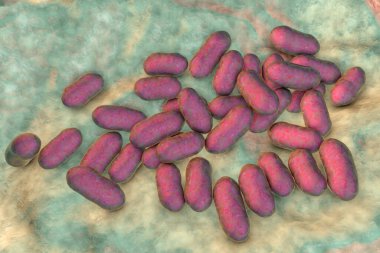 Prevotella bakterisi, 3 boyutlu illüstrasyon. Gram-negatif anaerobik bakteri, oral flora üyeleri, solunum yolu ve diğer yerlerde anaerobik enfeksiyonlara neden olur.