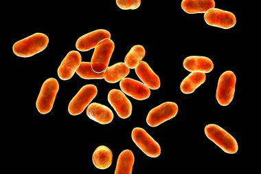 Prevotella bakterisi, 3 boyutlu illüstrasyon. Gram-negatif anaerobik bakteri, oral flora üyeleri, solunum yolu ve diğer yerlerde anaerobik enfeksiyonlara neden olur.