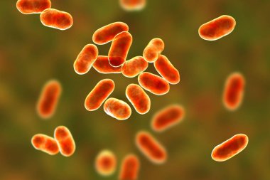 Prevotella bakterisi, 3 boyutlu illüstrasyon. Gram-negatif anaerobik bakteri, oral flora üyeleri, solunum yolu ve diğer yerlerde anaerobik enfeksiyonlara neden olur.