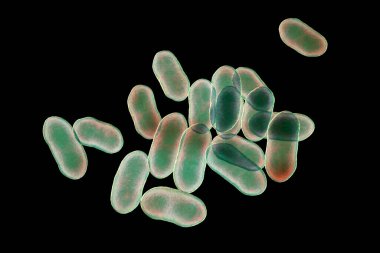 Prevotella bakterisi, 3 boyutlu illüstrasyon. Gram-negatif anaerobik bakteri, oral flora üyeleri, solunum yolu ve diğer yerlerde anaerobik enfeksiyonlara neden olur.
