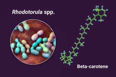 Rodotorula mantarı ve beta-karoten molekülü, 3 boyutlu illüstrasyon. Rodotorula mayaları doğal bir beta-karoten pigmenti kaynağıdır, A vitamini öncülü, endüstriyel üretimi için uygundur.