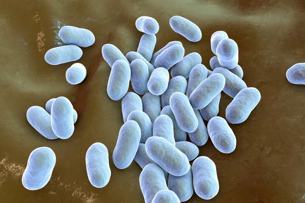 Prevotella Bacteria Ilustración Las Bacterias Anaeróbicas Gramnegativas Miembros Flora Oral — Foto de Stock