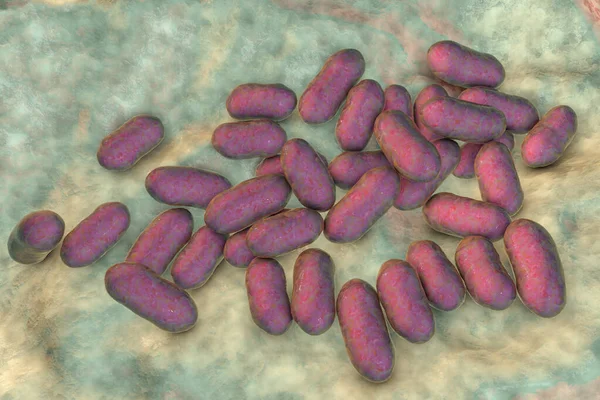 Stock image Prevotella bacteria, 3D illustration. Gram-negative anaerobic bacteria, members of oral flora, cause anaerobic infections of respiratory tract and other location