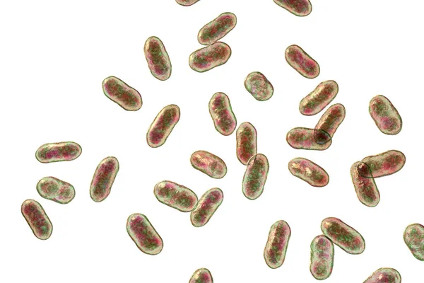 Prevotella Бактерии Иллюстрация Грам Отрицательные Анаэробные Бактерии Представители Ротовой Флоры — стоковое фото