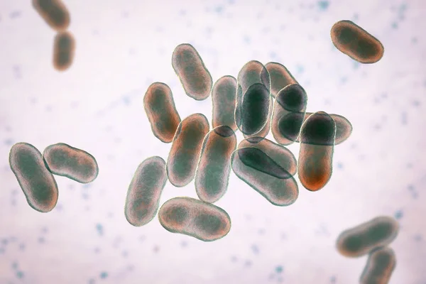 Prevotella Бактерии Иллюстрация Грам Отрицательные Анаэробные Бактерии Представители Ротовой Флоры — стоковое фото