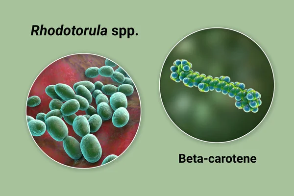 Rhodotorula Fungi Molecule Beta Carotene Illustration Rhodotorula Yeasts Natural Source — Stock Photo, Image