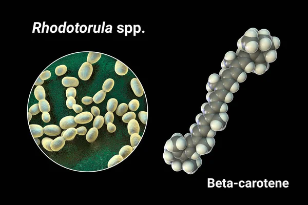 カロチンのRodotorula真菌と分子 3Dイラスト ロドトルラ酵母は 工業生産に適したビタミンAの前駆体であるベータカロチン色素の天然源である — ストック写真