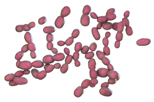 Rhodotorula Fungi Illustration Levures Productrices Pigments Chez Les Immunodéprimés Les — Photo