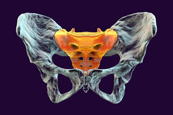 Anatomy Sacrum Bone Showcasing Its Intricate Details Features Illustration Perfect — Stock Photo, Image