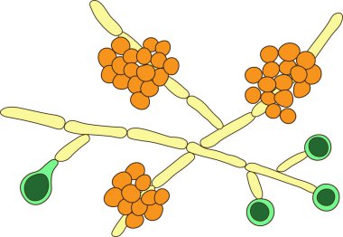 Candida albikalı mayaları, Candiasis 'in nedensel temsilcisi. Pseudohyphae (sarı), blastoconidia (turuncu) ve chlamydospores (yeşil)