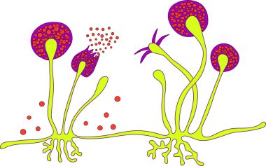 Rhizopus küf yapısı, ayrıca ekmek küfü, siyah mantar, illüstrasyon olarak da bilinir. Deri, burun sinüsleri, beyin ve akciğerleri kapsayan mukoza neden olan fırsatçı mantarlar. Covid-19 'un Karmaşıklığı