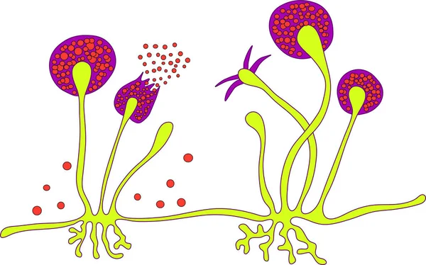 パン型 黒真菌 イラストとしても知られている根茎型の構造 脳および肺を含む粘膜を引き起こす機会の多い真菌 Covid 19の合併 — ストックベクタ