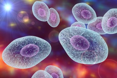 Pneumocystis jirovecii, eski adıyla pneumocystis carinii, fırsatçı mantar HIV ve 3 boyutlu illüstrasyon hastalarında pnömoniye neden olur.