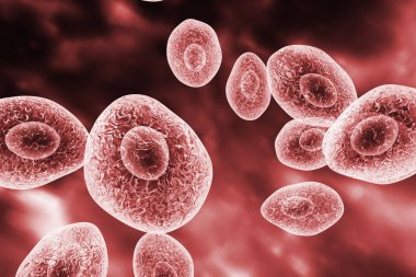 Pneumocystis jirovecii, eski adıyla pneumocystis carinii, fırsatçı mantar HIV ve 3 boyutlu illüstrasyon hastalarında pnömoniye neden olur.