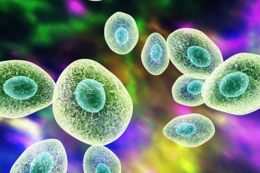 Pneumocystis jirovecii, eski adıyla pneumocystis carinii, fırsatçı mantar HIV ve 3 boyutlu illüstrasyon hastalarında pnömoniye neden olur.