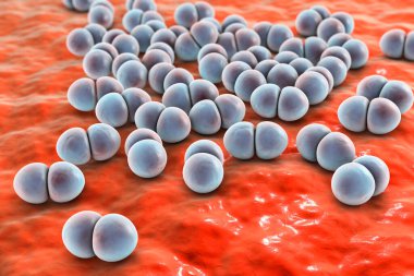 Bakteri pnömokok, Streptococcus pneumoniae, gram-pozitif küresel bakteri, zatürreye neden olan diplokoksi, 3D illüstrasyon