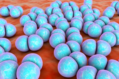 Bakteri pnömokok, Streptococcus pneumoniae, gram-pozitif küresel bakteri, zatürreye neden olan diplokoksi, 3D illüstrasyon