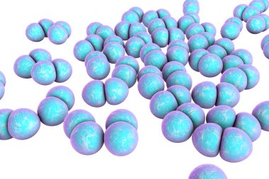 Bakteri pnömokok, Streptococcus pneumoniae, gram-pozitif küresel bakteri, zatürreye neden olan diplokoksi, 3D illüstrasyon