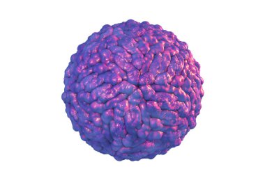 Pegivirus beyaz arka planda izole edilmiş, daha önce Hepatit G virüsü olarak adlandırılan, 3 boyutlu illüstrasyon. Hepatite neden olan Flaviridae familyasından bir RNA virüsü.