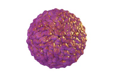 Pegivirus beyaz arka planda izole edilmiş, daha önce Hepatit G virüsü olarak adlandırılan, 3 boyutlu illüstrasyon. Hepatite neden olan Flaviridae familyasından bir RNA virüsü.