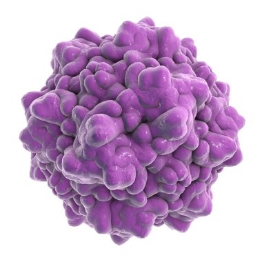 Beyaz zemin üzerinde izole edilmiş Parvovirüs B19, anemiye neden olan bir virüs, beşinci hastalık veya eritem enfeksiyonu adı verilen çocukluk isiliği, 3 boyutlu illüstrasyon