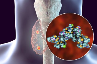 İnsan paratiroid hormonu, moleküler model, 3 boyutlu illüstrasyon. Parathyrin olarak da adlandırılan parathormone, paratiroid bezler tarafından salgılanır ve kemik yapılandırmasında yer alır.