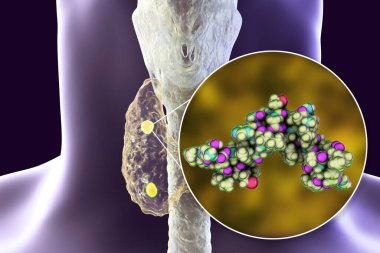 İnsan paratiroid hormonu, moleküler model, 3 boyutlu illüstrasyon. Parathyrin olarak da adlandırılan parathormone, paratiroid bezler tarafından salgılanır ve kemik yapılandırmasında yer alır.