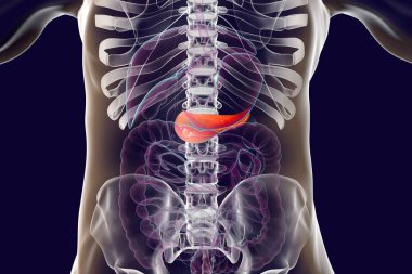 İnsan pankreası anatomisi, 3 boyutlu resimleme işaretlenmiş pankreas beziyle birlikte sindirim sisteminin organlarını gösteriyor.